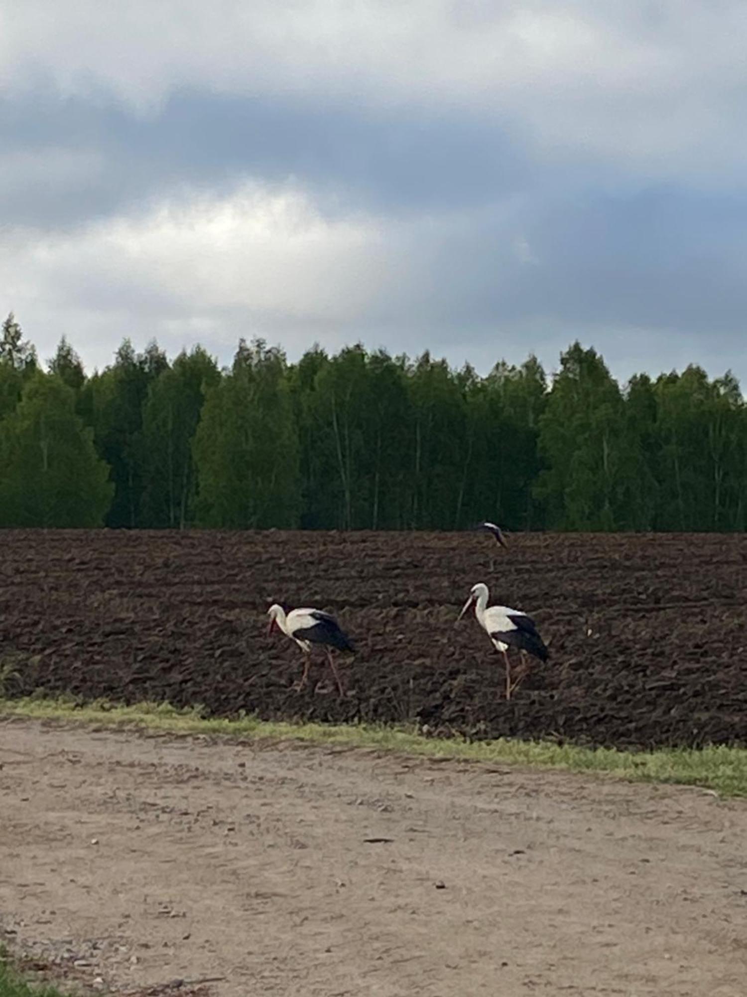 Mazurska Stodola Na Polwyspie Pilchowskim Pilchy Bagian luar foto